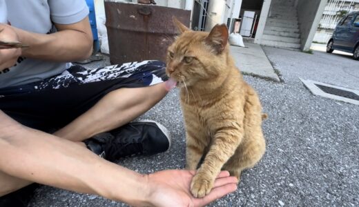 5/4 日記 Crossfit、綱登り、お手ができる猫