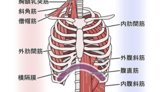 ピラティスにおける呼吸と脊椎の連動