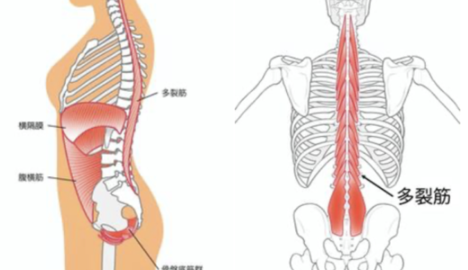 多裂筋の機能、痛みやパフォーマンスとの関連、ピラティス種目例